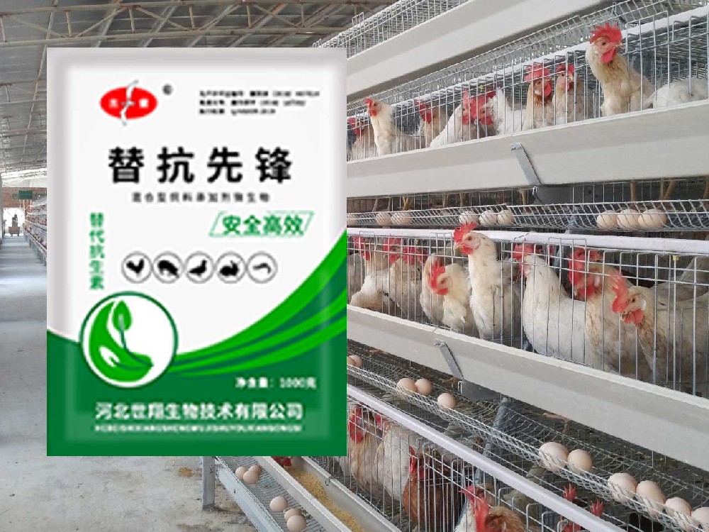 无抗发酵饲料在蛋鸡生产中的应用进展
